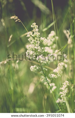 Green spring foliage in country with white flowers and water drops - vintage film effect