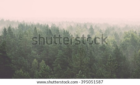 panoramic view of misty forest. far horizon - vintage film effect