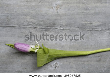 Old grey wooden background with purple white tulips,snowdrop and crocus border and empty copy space, spring summer decoration