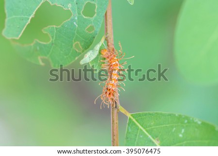 caterpillar on green leaf, macro