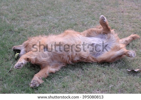 golden retriever playing ball