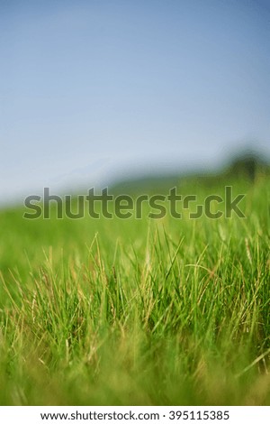Green grass. Summer meadow, field