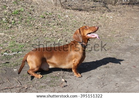 Dachshund brown color on a walk in the park