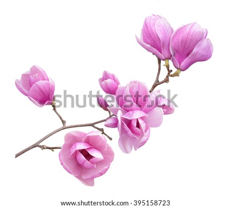   pink magnolia flower isolated on white background 