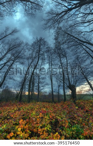 Majestic tree with a cloudy sky on a forest. Dramatic colorful evening scene. Carpathians, Ukraine, Europe.