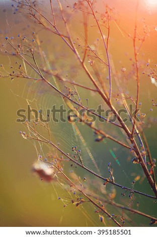 Dried flowers and plants on a background sunset. Shallow depth of field