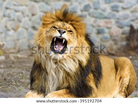 Beautiful Mighty Lion Royalty-Free Stock Photo #395192704