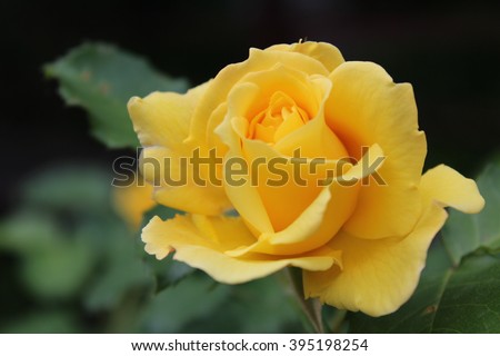 Yellow roses meaning Bright, cheerful and joyful create warm feelings and provide happiness. They bring you and the friendship you share the purist of colors, represent innocence, purity and charm.