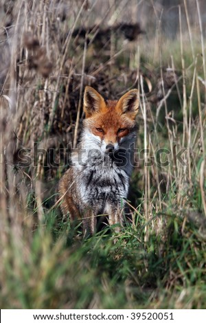 Fox sitting in long grass