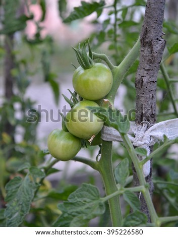 Picture of a Pure organic tomato growing in a vegetable garden 
