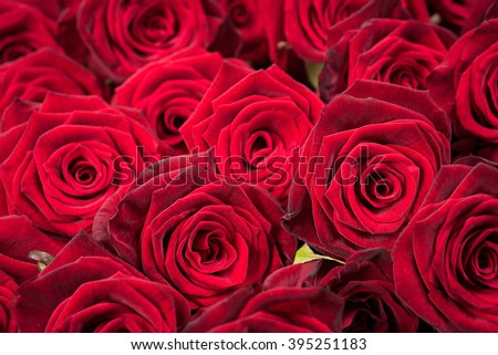flowers texture, background of group red rose 