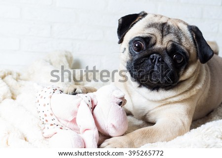Cute pug with pink toy against a white brick wall. The image of the background. Selective focus.
