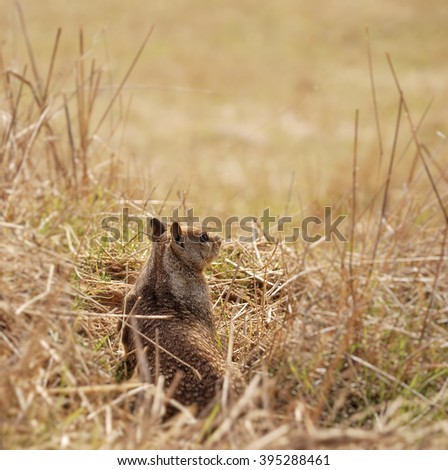 Ground squirrel sitting at the hole entrance.