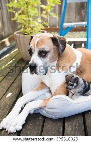 Large Boxer Mix Dog Meeting Tiny Mixed Breed Puppy