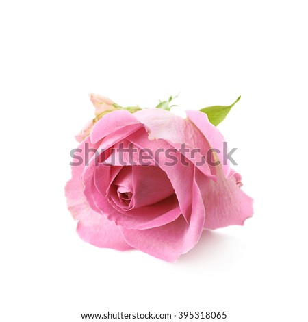 Single pink rose bud isolated over the white background