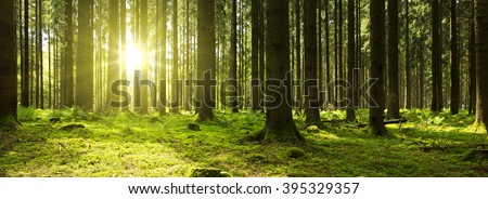 Sunlight in the green forest. Royalty-Free Stock Photo #395329357