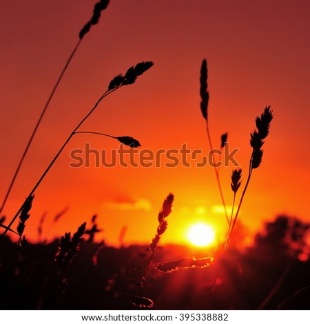 Silhouetted View of Grass Flowers against a Colourful Sky at Sunset