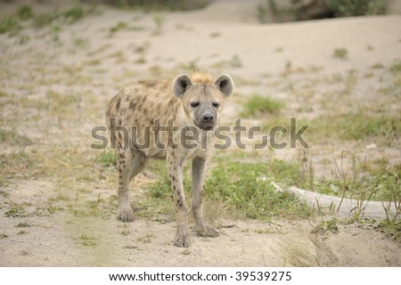 Baby hyena standing in the desert