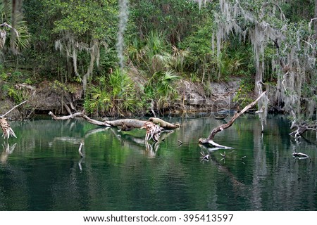 Blue Spring State Park is a state park located west of Orange City, Florida in the United States and serves as the winter home of many Florida manatees.