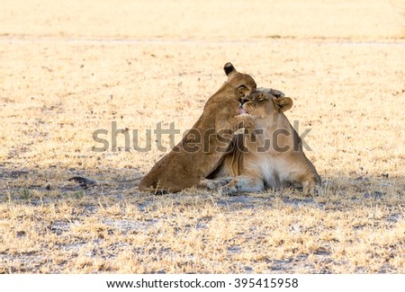 A young cub and it's mother lioness. The cub is standing up against the lioness, giving it's mom a big bug with love.
