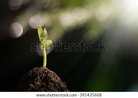 Young plant growing in the morning light and green bokeh background ,  new life growth ecology,Earth Day concept Royalty-Free Stock Photo #395435608
