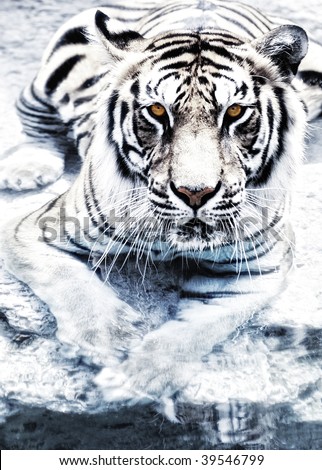 Picture of a silver tiger