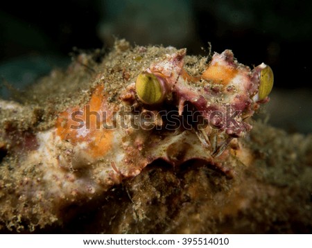 Underwater Crab Eyes, Indonesia