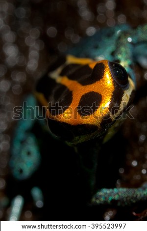 A defying dendrobates poisonous dart frog from southamerica