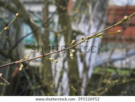 the first buds on the branches of trees