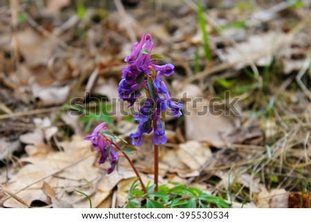 Purple corydalis flowers