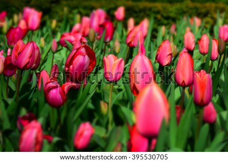 macro detail of a lot of pink tulips in a ground field at the botanic garden in madrid