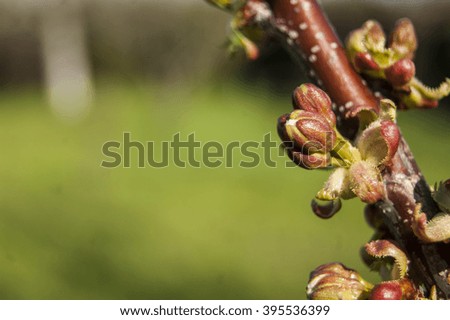 Open buds on the right