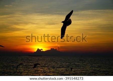 Sunset and seagulls 