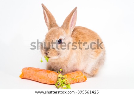Cute red baby easter rabbit eating carrot on white background