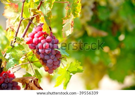 red grapes in the vineyard