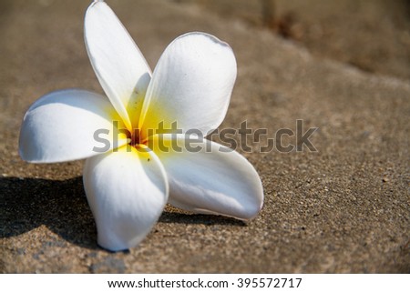 Beautiful white flowers on floor.