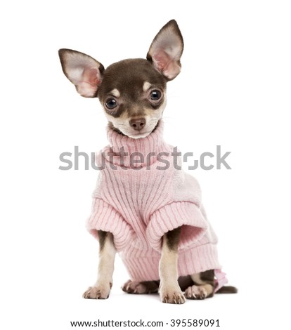 Chihuahua puppy sitting and looking at the camera, isolated on white