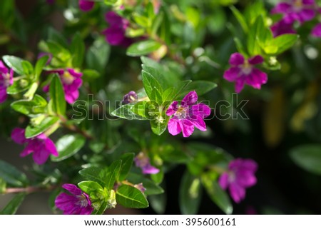 Mexican heather's little purple flowers (Cuphea hyssopifolia) Royalty-Free Stock Photo #395600161