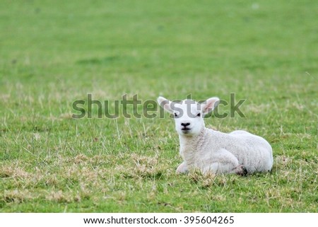 lamb baby sheep stock photo in spring field copy space photograph, image, picture, sheep in farm field background with copy space, green grass field sheep 