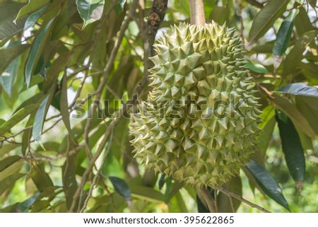 durian./Fresh durian on durian tree