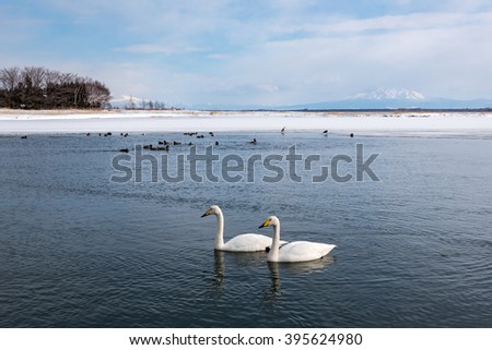 Flock of swans swimming in lakeTofutsu, Hokkaido.