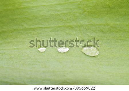 Three drops of water on leaf isolated on a white background.