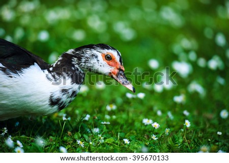 Duck on a green meadow with flowers