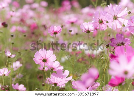 cosmos flowers with soften filter