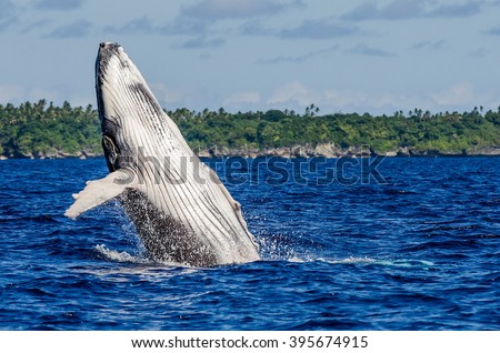 Breaching Humpback Whale Calf Royalty-Free Stock Photo #395674915