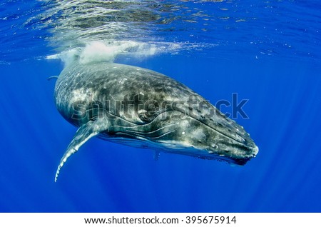 Humpback Whale Juvenile Swimming Royalty-Free Stock Photo #395675914