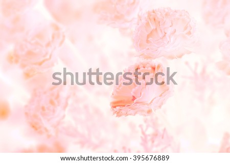 Close up pink carnation flower on vintage tone.