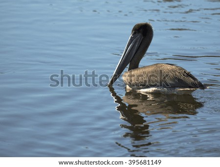 Brown Pelican Swimming, Ding Darling National Wildlife Refuge, Sanibel Island, Florida