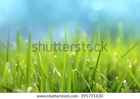 Grass. Fresh green spring grass with dew drops closeup. Sun. Soft Focus. Abstract Nature Background Royalty-Free Stock Photo #395731630