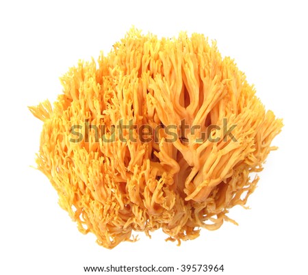 Coral mushroom Ramaria flava Changle Royalty-Free Stock Photo #39573964